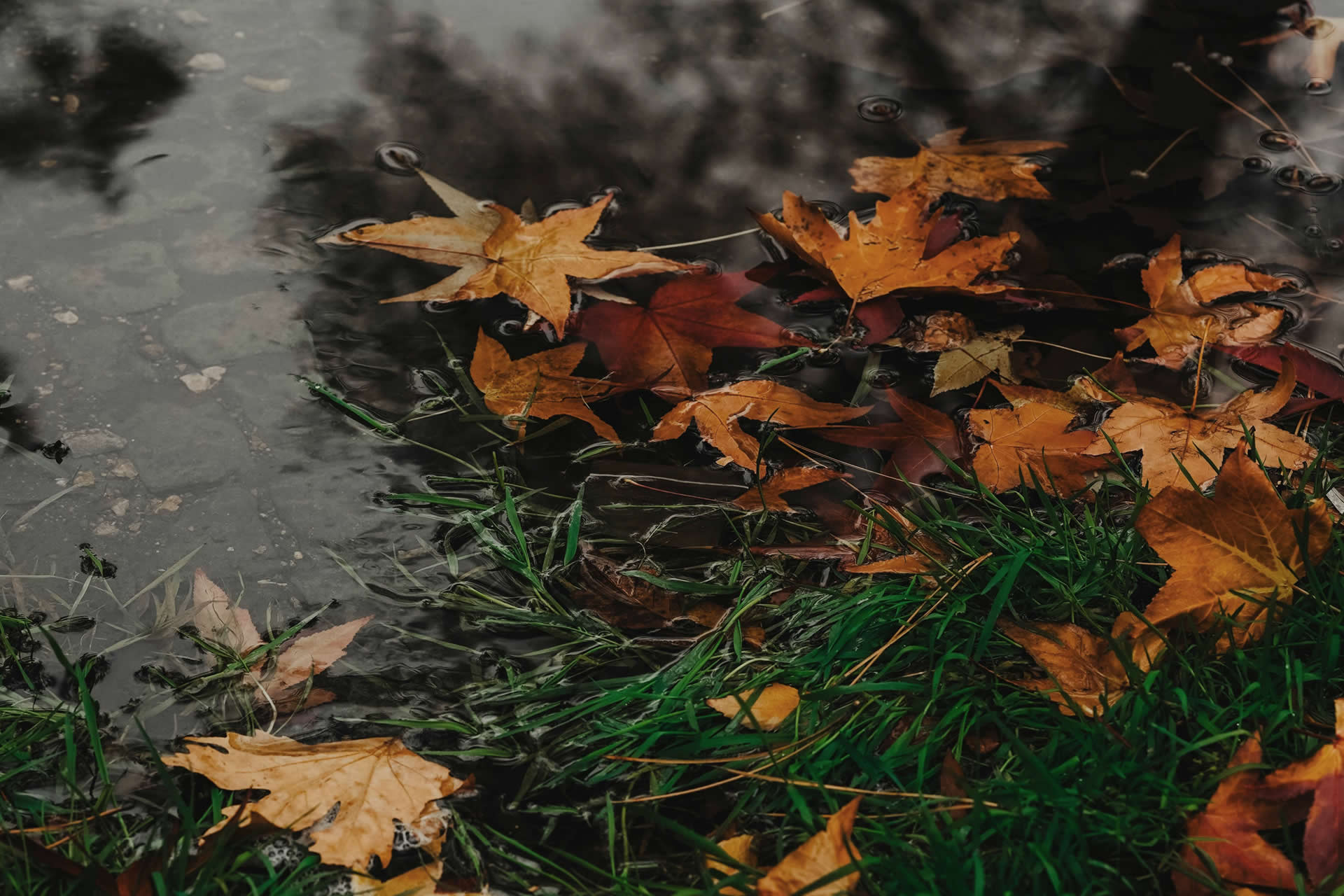 Contacto y colaboración